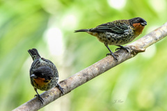 Ixothraupis rufigula