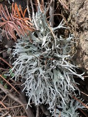 Pseudevernia furfuracea