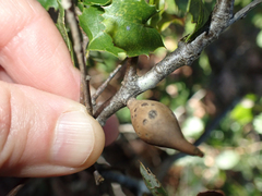 Heteroecus pacificus