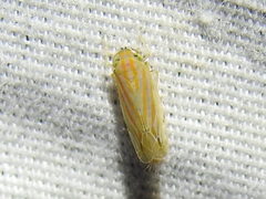 Deltanus texanus