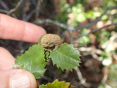 Heteroecus melanoderma