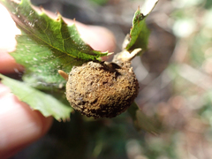 Heteroecus melanoderma