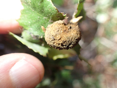 Heteroecus melanoderma