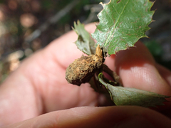 Heteroecus melanoderma