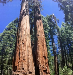 Sequoioideae