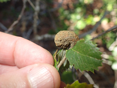 Heteroecus melanoderma