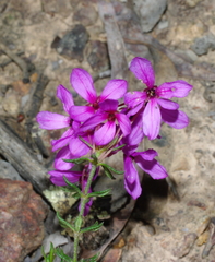 Tetratheca bauerifolia
