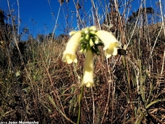 Rhabdocaulon denudatum
