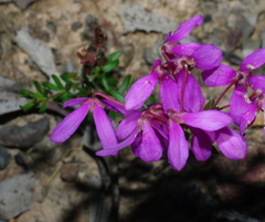 Tetratheca bauerifolia