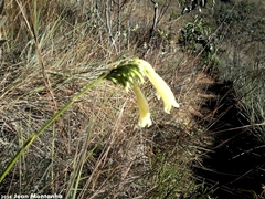 Rhabdocaulon denudatum
