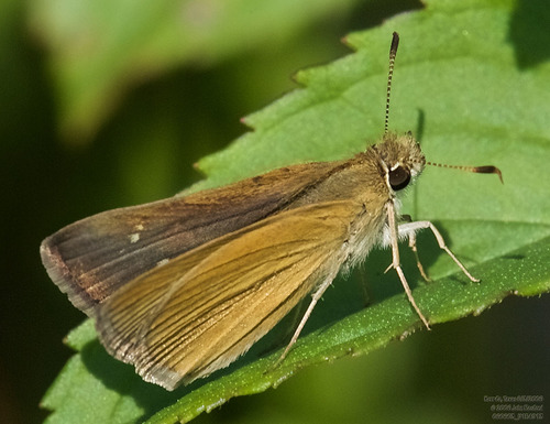 Julia's Skipper photo 5