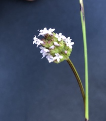 Plectritis macrocera