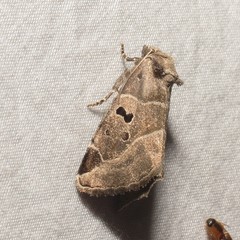 Plagiomimicus pityochromus