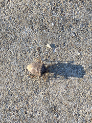 Halyomorpha halys