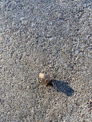 Halyomorpha halys