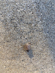 Halyomorpha halys