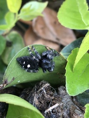 Phidippus audax