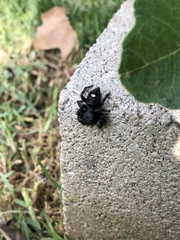Phidippus audax