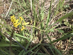 Corydalis curvisiliqua