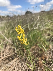 Corydalis curvisiliqua