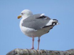 Larus occidentalis