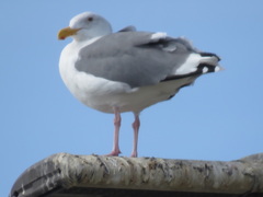 Larus occidentalis