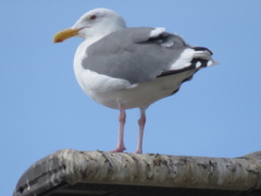 Larus occidentalis