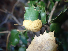 Heteroecus melanoderma