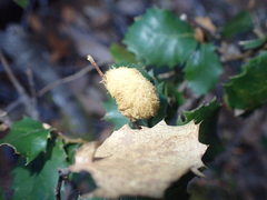 Heteroecus melanoderma