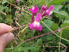 Linaria maroccana