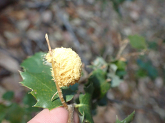 Heteroecus melanoderma