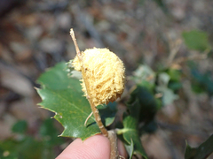 Heteroecus melanoderma