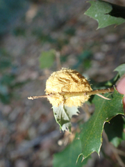 Heteroecus melanoderma