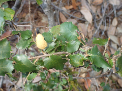 Heteroecus melanoderma