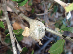 Protobalandricus spectabilis