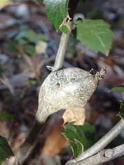 Protobalandricus spectabilis