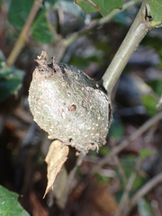 Protobalandricus spectabilis