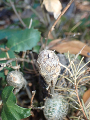 Protobalandricus spectabilis