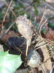 Protobalandricus spectabilis