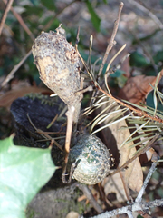 Protobalandricus spectabilis