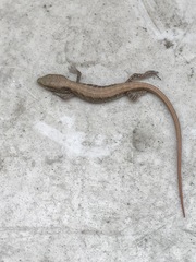 Elgaria multicarinata