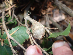 Protobalandricus spectabilis