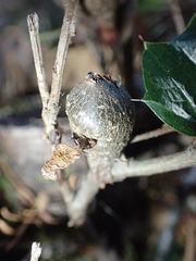 Protobalandricus spectabilis