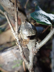 Protobalandricus spectabilis