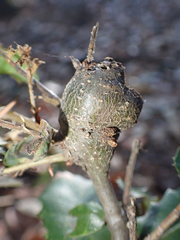 Protobalandricus spectabilis