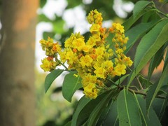 Ouratea castaneifolia