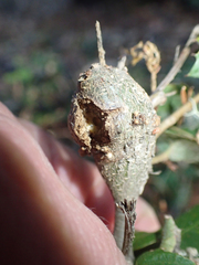 Protobalandricus spectabilis