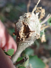 Protobalandricus spectabilis