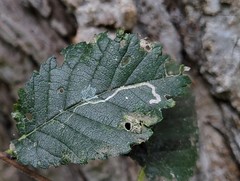 Stigmella multispicata