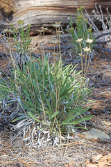 Stenotus armerioides armerioides